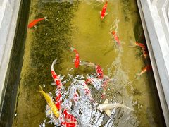 -鲤院·新中式美学·庭院餐厅(夫子庙店)