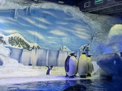 -海合安成都极地海洋公园