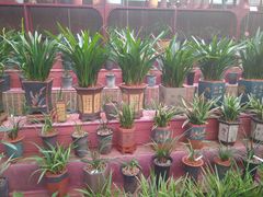 -秦美花卉(天朗·莱茵小城2期店)