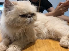 -猫色咖啡·猫咖