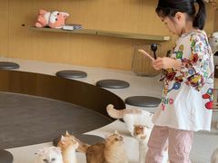 -飞行喵MR PILOT|猫舍·猫咖(静安大融城店)