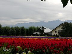 -富田农场