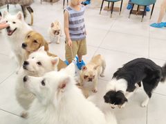 -安格丽娜·狗咖·猫咖羊驼咖(春熙路百盛商场店)