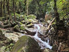-东莞市大岭山森林公园