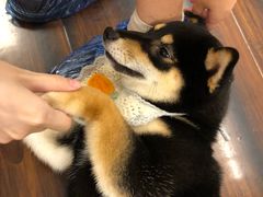 -豆柴町-柴犬主题狗咖(红鼎国际C座店)