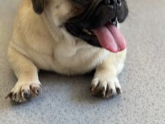 -喜柴咖啡·柴犬狗咖