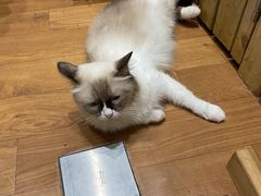 -猫色咖啡·猫咖