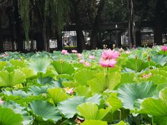 -四川大学(望江校区)