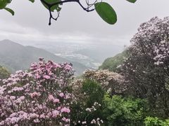 -梧桐山风景名胜区