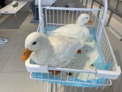 -怪兽屋·羊驼·猫咖·狗咖(俊华广场店)