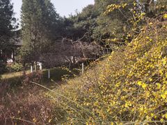 -西安乐游原