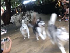 -TrueLove @ Neverland (Husky Cafe)