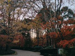 -上海共青森林公园