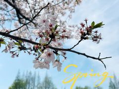 -高东镇樱花园