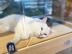 -鼎级派宠物(中南店)