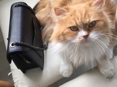 -喵的天空名猫咖啡馆·撸猫·猫舍·用品