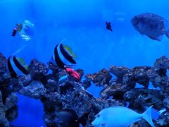 -太平洋海底世界