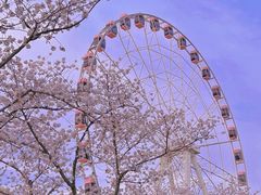-顾村公园