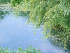 -捞渔河湿地公园