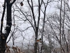 -帽儿山国家森林公园