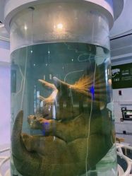 -恐龙探索乐园(磁器口店)