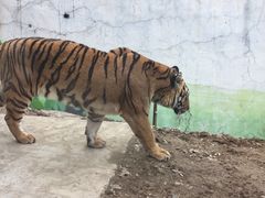 -栾川竹海野生动物园