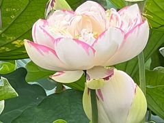 -陈家山荷花公园