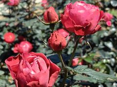 -人民公园(罗湖区)