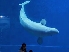 -芜湖新华联大白鲸海洋公园