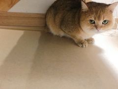 -猫在这儿猫咪咖啡馆·撸猫馆