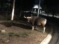-清迈夜间动物园