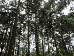 -大罗山风景区