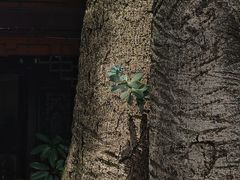 -什邡罗汉寺