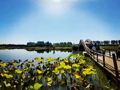 -白洋淀风景区
