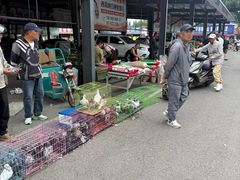 -八家子宠物市场