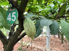 -歌斐颂巧克力小镇