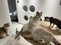 -琪喵猫屋·撸猫猫咖·猫舍