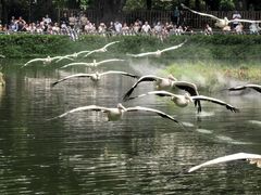 -广州长隆飞鸟乐园