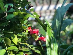 -深圳市中科院仙湖植物园