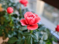 -双季花艺园艺市场(浦东店)