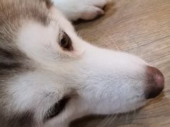-Husky Go! 哈士奇体验馆·宠物咖啡厅狗咖