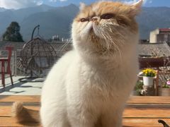 -喵屿·大理花园猫咖