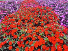 -松山湖梦幻百花洲