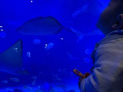 -烟台海昌鲸鲨海洋公园