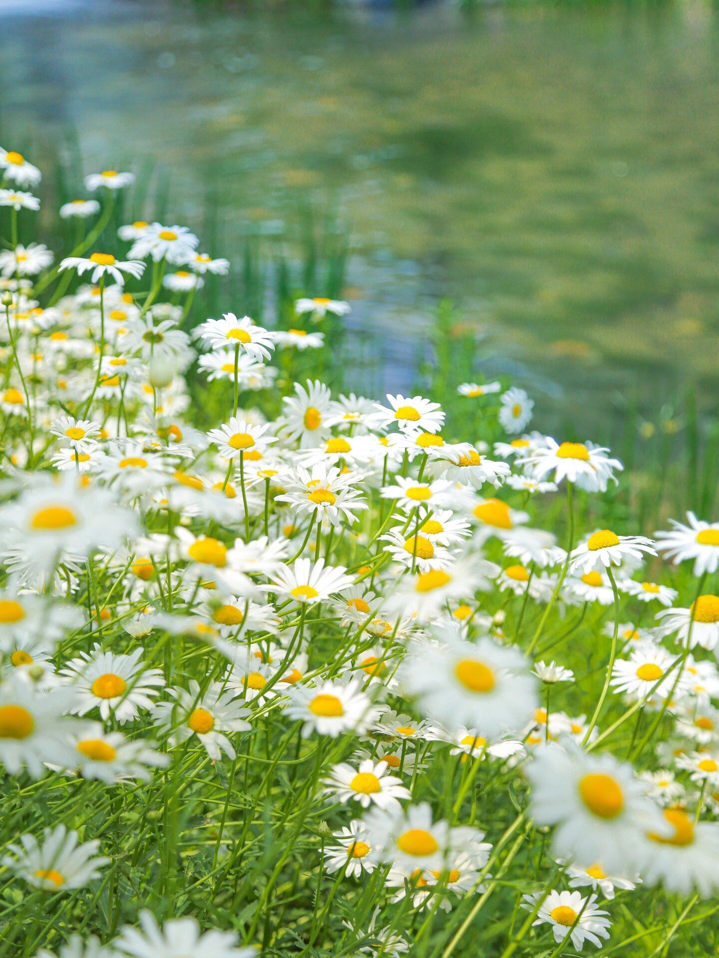 溪边盛开的小雏菊👒把初夏的氛围瞬间拉满了
