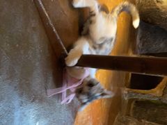 -猫猫幼稚园·撸猫·桌游·电玩