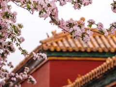 -故宫博物院(故宫)