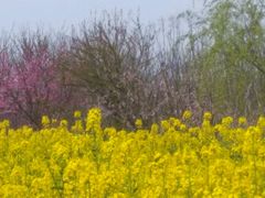 -祥源·阜阳生态乐园