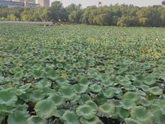 -长春市南湖公园