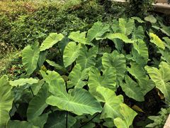 -塔川景区